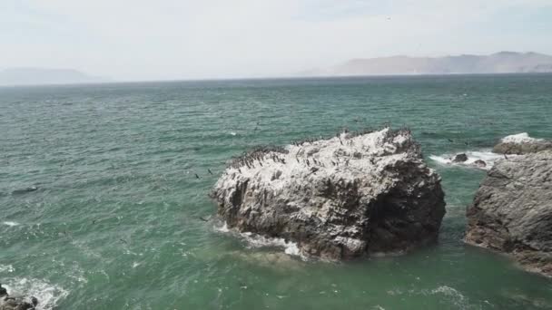 Fågelkoloni Guano Skarv Paracas Nationalpark Vid Stilla Havets Kust Peru — Stockvideo