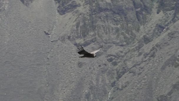 Kondor Andyjski Vultur Gryphus Największy Latający Ptak Świecie Majestatycznie Wznosi — Wideo stockowe