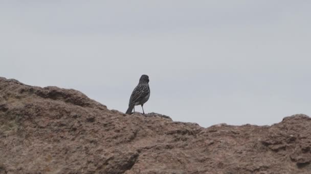 秘鲁的一只小鸟坐在岩石上 — 图库视频影像