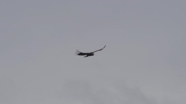 Vultur Gryphus Cea Mai Mare Pasăre Zburătoare Din Lume Urcând — Videoclip de stoc