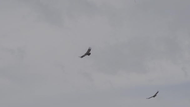 Андський Кондор Вультур Ґріф Найбільший Літаючий Птах Світі Велично Ширяє — стокове відео