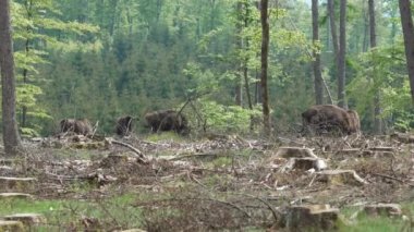 Avrupa 'da yaşayan vahşi bizonun yavaş çekim gücü, Wisent veya Bison Bonasus, Avrupa' da neredeyse soyu tükenmek üzere olan bir kara memelisidir, fakat şimdi Sauerland Almanya 'daki Roothaarsteig dağları ile yeniden tanıtılmakta ve ormanda özgürce dolaşmaktadır..