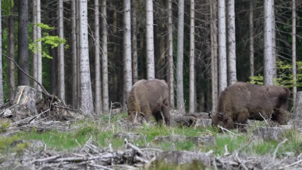 Slow Motion Van Wild Levend Europees Hout Bison Ook Wel — Stockvideo