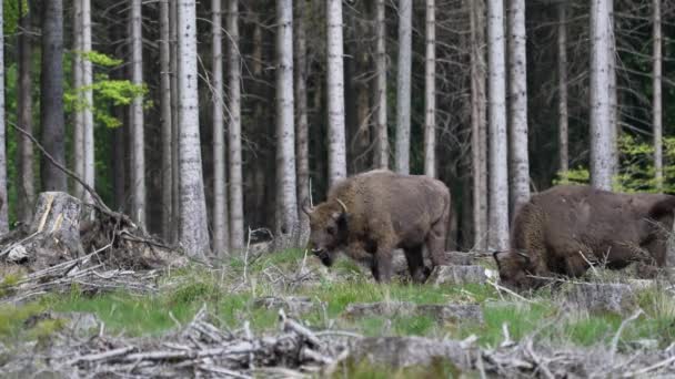 Slow Motion Wild Living European Wood Bison También Wisent Bison — Vídeos de Stock