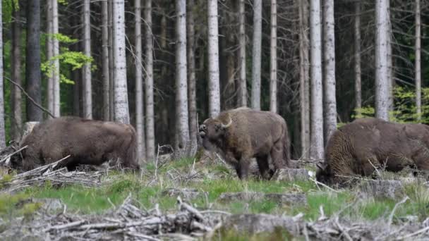 Bison Wisent Bison Bonasus Является Крупным Наземным Млекопитающим Почти Вымер — стоковое видео