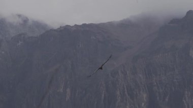 And Akbabası, Vultur gryphus, dünyanın en büyük uçan kuşları, Peru 'daki Colca Kanyonu' nda görkemli bir şekilde süzülüyorlar, gezegenin en derin vadisi..