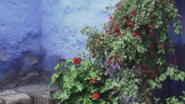 Çiçekten çiçeğe uçan küçük bir kuş nektardan beslenmek ve çiçeğin tozunu almak için çiçek açar..