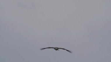 And Akbabası, Vultur gryphus, dünyanın en büyük uçan kuşları, Peru 'daki Colca Kanyonu' nda görkemli bir şekilde süzülüyorlar, gezegenin en derin vadisi..