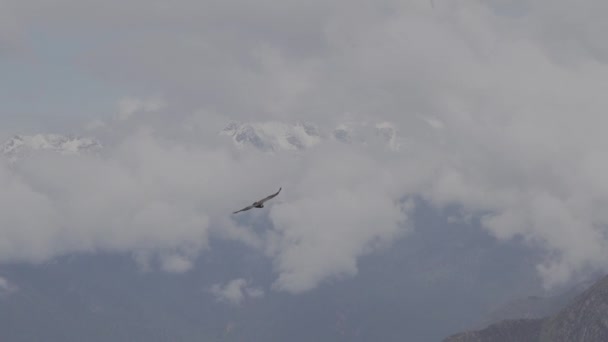 安第斯秃鹰 世界上最大的飞鸟 雄伟地飞越了地球上最深的峡谷 秘鲁的科尔卡峡谷 — 图库视频影像