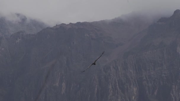 Cóndor Andino Vultur Gryphus Las Aves Voladoras Más Grandes Del — Vídeo de stock