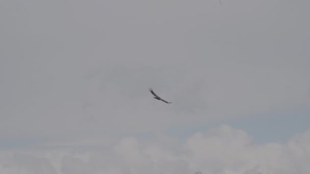 Cóndor Andino Vultur Gryphus Las Aves Voladoras Más Grandes Del — Vídeos de Stock