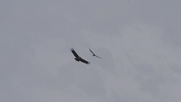 アンデスのコンドル 世界最大の空飛ぶ鳥であるヴァルトゥル グリフォスは 地球上で最も深い峡谷であるペルーのコルカ キャニオンの上を飛んでいます — ストック動画