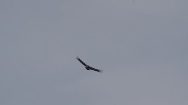 And Akbabası, Vultur gryphus, dünyanın en büyük uçan kuşları, Peru 'daki Colca Kanyonu' nda görkemli bir şekilde süzülüyorlar, gezegenin en derin vadisi..
