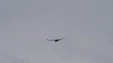 And Akbabası, Vultur gryphus, dünyanın en büyük uçan kuşları, Peru 'daki Colca Kanyonu' nda görkemli bir şekilde süzülüyorlar, gezegenin en derin vadisi..