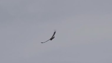 And Akbabası, Vultur gryphus, dünyanın en büyük uçan kuşları, Peru 'daki Colca Kanyonu' nda görkemli bir şekilde süzülüyorlar, gezegenin en derin vadisi..