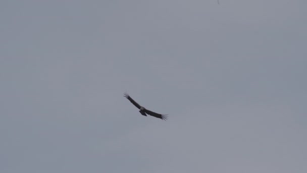 Andoki Kondor Vultur Gryphus Világ Legnagyobb Repülő Madarai Fenségesen Szárnyalnak — Stock videók