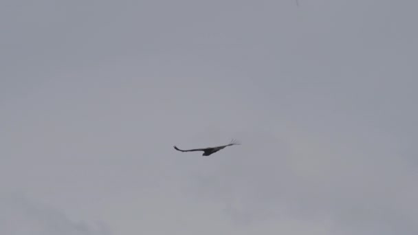 Andoki Kondor Vultur Gryphus Világ Legnagyobb Repülő Madarai Fenségesen Szárnyalnak — Stock videók