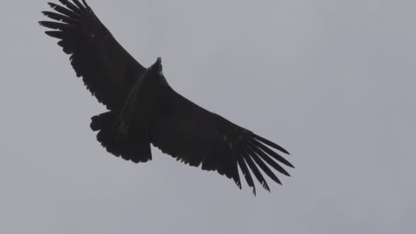 Condor Andino Vultur Gryphus Più Grande Uccello Volante Del Mondo — Video Stock