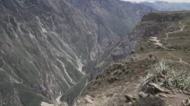 And Akbabası, Vultur gryphus, dünyanın en büyük uçan kuşları, Peru 'daki Colca Kanyonu' nda görkemli bir şekilde süzülüyorlar, gezegenin en derin vadisi..