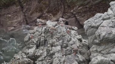 Peru 'daki Paracas ulusal rezervinde guano kaplı bir kayanın üzerinde oturan küçük deniz kuşları..