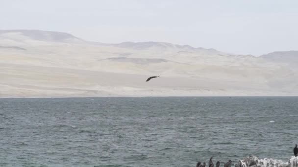 Fuglekoloni Guano Cormorant Paracas Nasjonalpark Ved Stillehavskysten Peru Guanay Cormorant – stockvideo