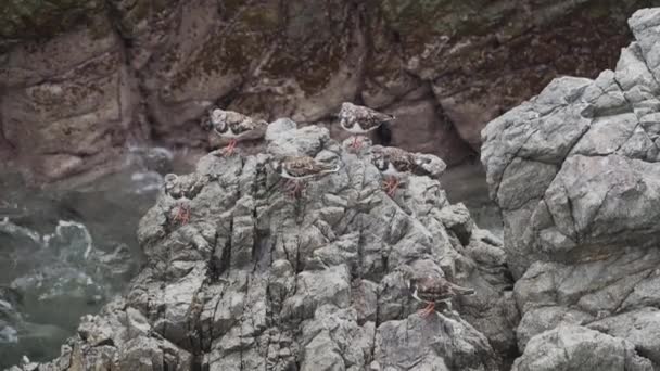 Pequeñas Aves Marinas Sentadas Sobre Una Roca Cubierta Guano Reserva — Vídeos de Stock