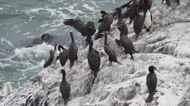 Colonia Aves Cormorán Guano Parque Nacional Paracas Costa Del Océano — Vídeos de Stock