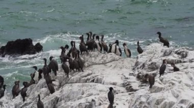 Kahverengi pelikan ve guanay karabatakları gibi deniz kuşları sürüsü Peru 'da Pasifik Okyanusu boyunca Paracas' ta bir kaya üzerinde.