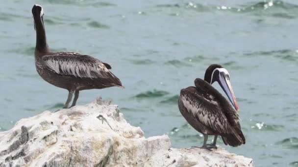 Pelicano Marrom Sentado Guano Coberto Reserva Nacional Paracas Litoral Oceano — Vídeo de Stock