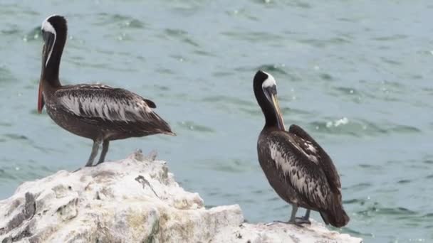 Kahverengi Pelikan Peru Daki Pasifik Okyanusu Nun Sahil Şeridinde Paracas — Stok video