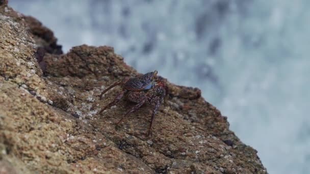 多彩的螃蟹爬过南美洲秘鲁太平洋沿岸的巴拉瓜国家保护区沿海沙漠的岩石表面 — 图库视频影像