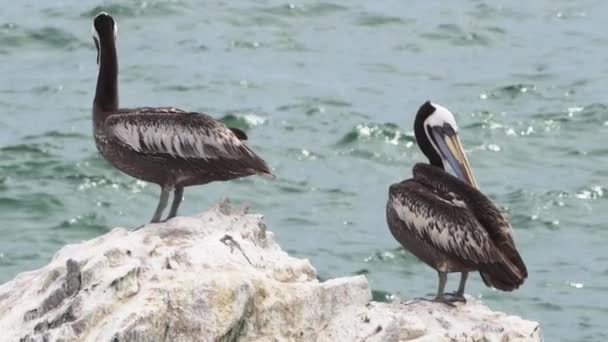 Brun Pelikan Sitter Guano Täckt Paracas Nationella Reserv Vid Kusten — Stockvideo