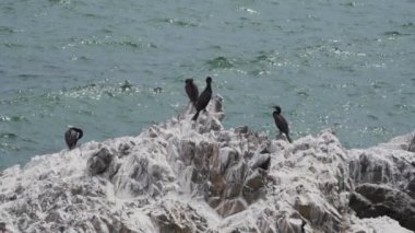 Kahverengi pelikan ve guanay karabatakları gibi deniz kuşları sürüsü Peru 'da Pasifik Okyanusu boyunca Paracas' ta bir kaya üzerinde.