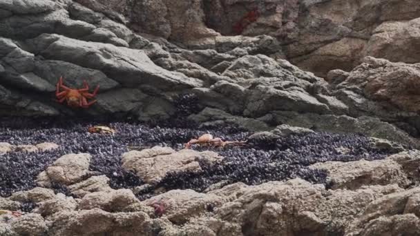 Πολύχρωμο Καβούρι Σέρνεται Πάνω Από Τις Επιφάνειες Των Βράχων Στην — Αρχείο Βίντεο