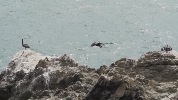 Kahverengi Pelikan Peru Daki Pasifik Okyanusu Nun Sahil Şeridinde Paracas — Stok video