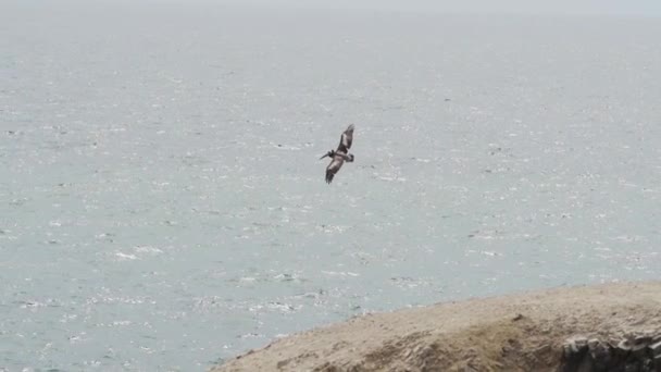 Pelicano Marrom Voo Sobre Reserva Nacional Paracas Litoral Oceano Pacífico — Vídeo de Stock