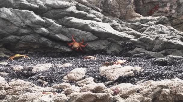 Πολύχρωμο Καβούρι Σέρνεται Πάνω Από Τις Επιφάνειες Των Βράχων Στην — Αρχείο Βίντεο