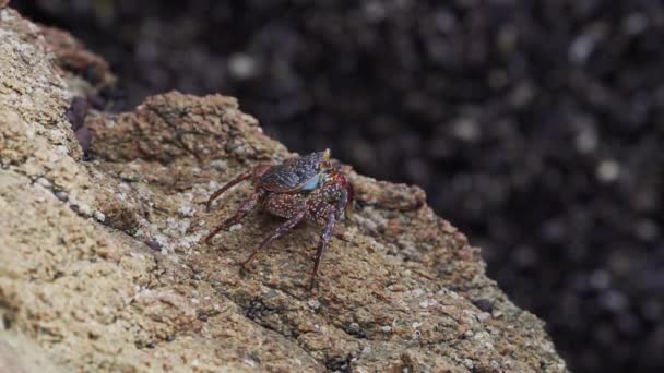 Bunte Krabben Kriechen Über Die Felsen Der Küstenwüste Des Paracas — Stockvideo