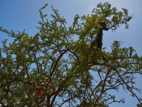 Kozy Stojące Wspinające Się Drzewie Arganowym Żywiące Się Liśćmi Suchym — Zdjęcie stockowe