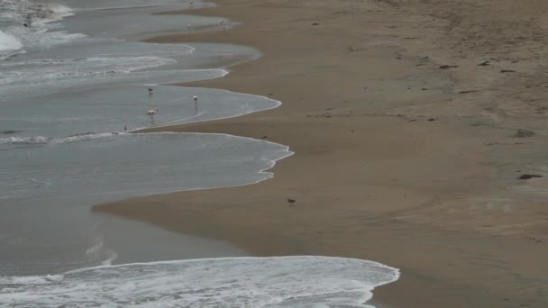Shorebirds Όπως Ροζ Φλαμίνγκο Wading Κατά Μήκος Της Αμμώδους Παραλίας — Αρχείο Βίντεο