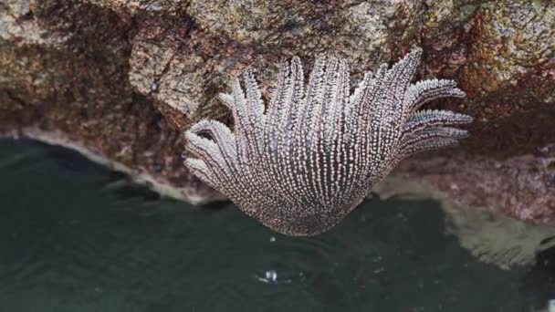 Heliaster Helianthus Sun Star Starfish Hanging Rock Surface Paracas National — Stock Video