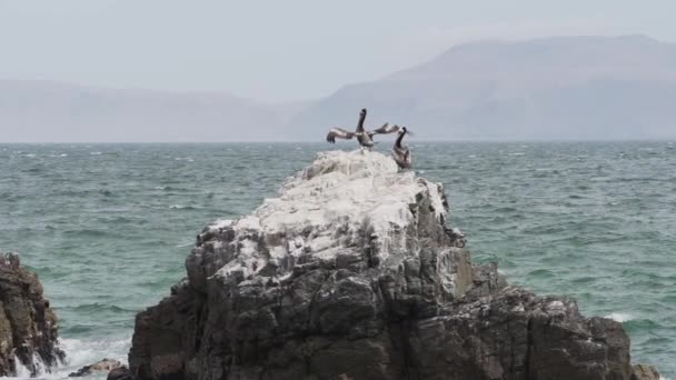 Brown Pelican Sitting Guano Covered Paracas National Reserve Coastline Pacific — Stock Video