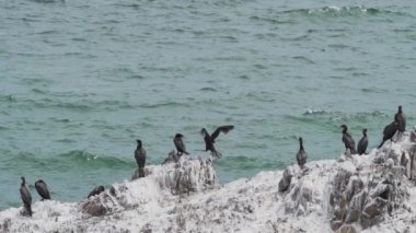 Peru 'nun Pasifik Okyanusu kıyısındaki Paracas Ulusal Parkı' nda kuş kolonisi. Guanay karabatağı ya da Guanay sevişmesi, leucocarbo bougainvillii, guano kaplı kayalar üzerinde.