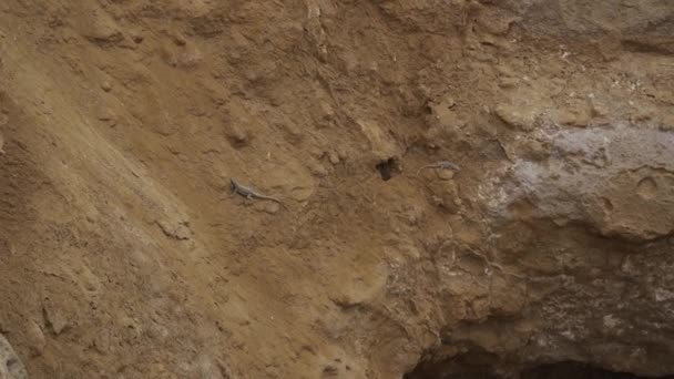 Dwie Jaszczurki Czołgające Się Powierzchni Skalnej Rezerwatu Narodowego Paracas Wzdłuż — Wideo stockowe