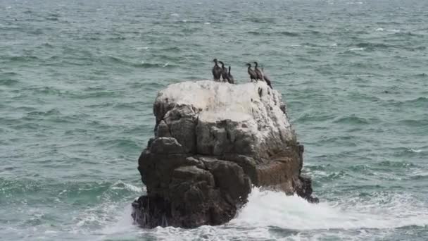 Ptasia Kolonia Kormoranów Guano Parku Narodowym Paracas Wybrzeżu Oceanu Spokojnego — Wideo stockowe