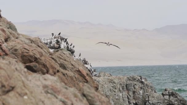 페루의 태평양 연안에 파라카스 보호구역 상공을 사다새 — 비디오