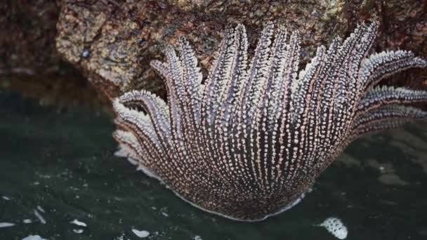 Heliaster Helianthus Hvězdice Visící Skalnatém Povrchu Parakách Národní Rezervace Podél — Stock video