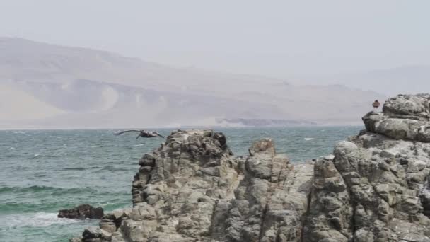 Brun Pelikan Flyr Paracas Reservatet Ved Kysten Stillehavet Peru – stockvideo