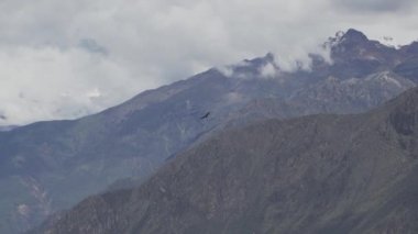 And Akbabası, Vultur gryphus, dünyanın en büyük uçan kuşları, Peru 'daki Colca Kanyonu' nda görkemli bir şekilde süzülüyorlar, gezegenin en derin vadisi..