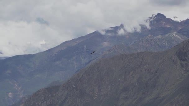 安第斯秃鹰 世界上最大的飞鸟 雄伟地飞越了地球上最深的峡谷 秘鲁的科尔卡峡谷 — 图库视频影像